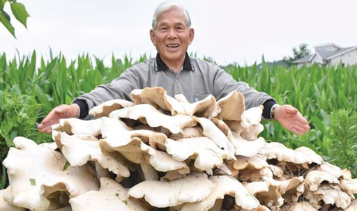 Giant Oyster Mushroom How To Grow In Your Garden Be Healthy